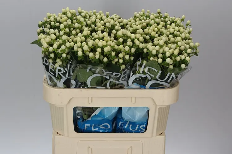 Hyp Coco Uno 70 cm