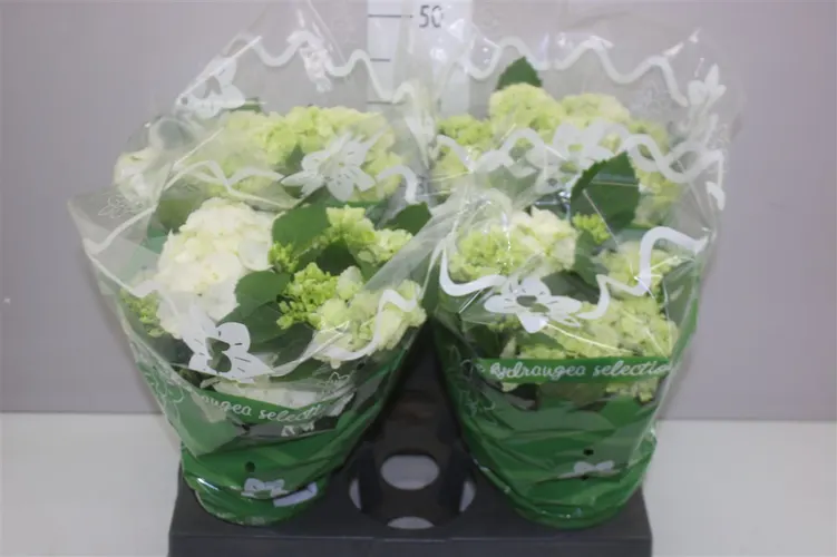 Hydrangea Schneeball 9+ črepník 14 cm