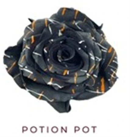 Ruža farbená Potion Pot, Ekvádor 50 cm