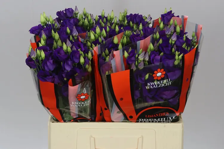Eust En Piccolo Violet Waalzicht 72 cm