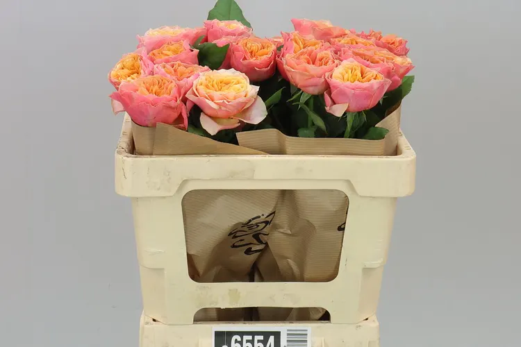 Rosa Gar Vip Kensin Gardens! 50 cm
