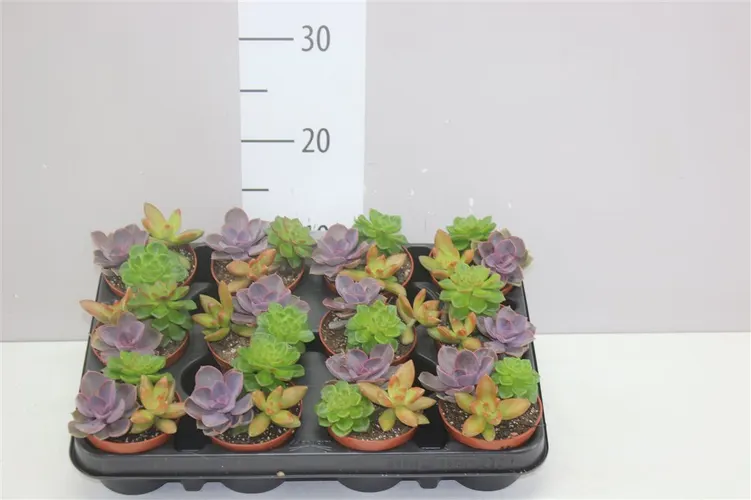Sukulenty Trio črepník 8,5 cm