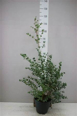 Eukalyptus Urnigera črepník 23 cm