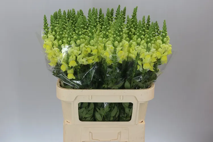 Papuľky (Antirrhinum)