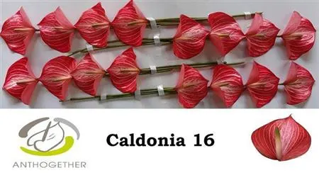 Anth Caldonia