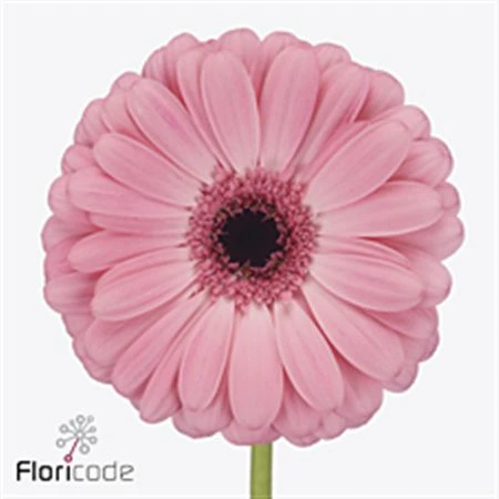 Gerbera Joyride 45 cm