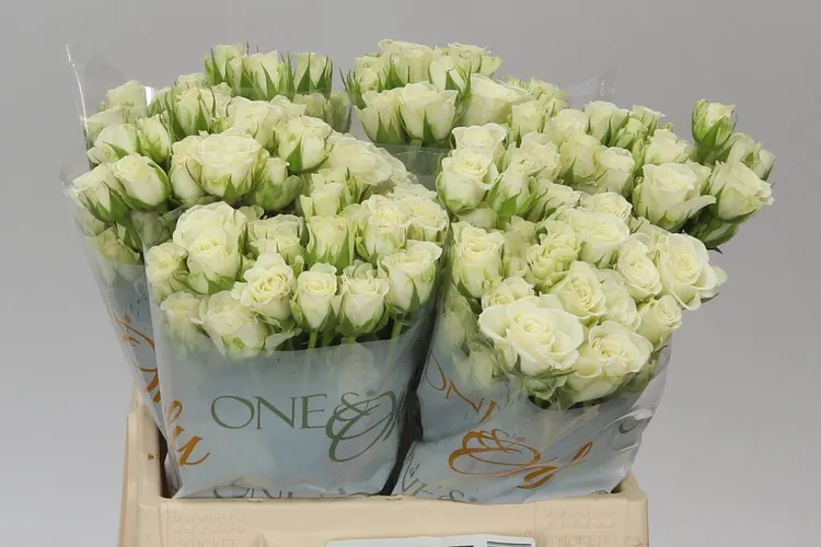 Rosa Tr Snow Flake Imp A2 40 cm