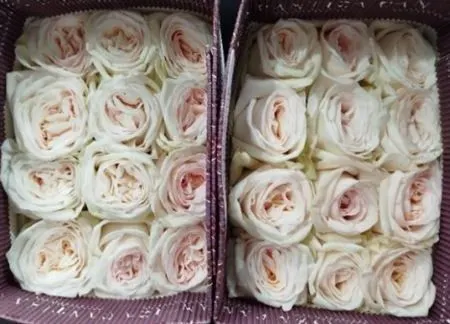 Rosa Tr Ec White O Hara 40 cm