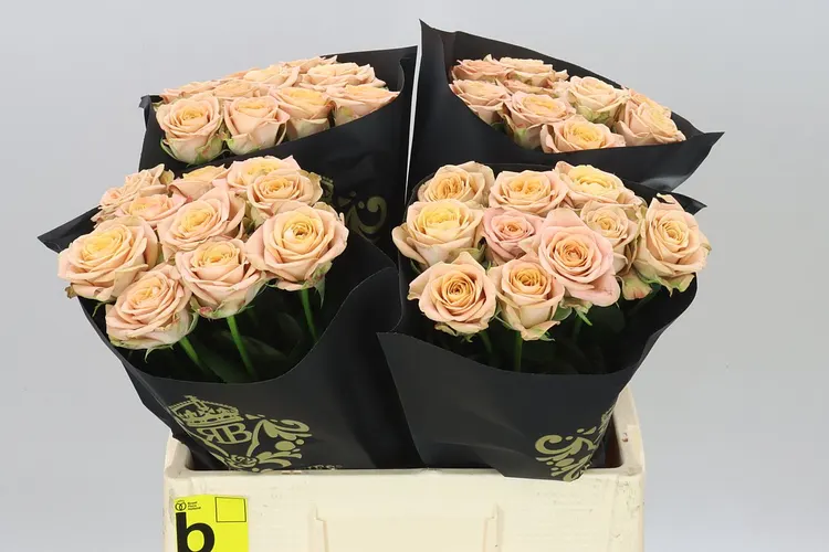 Rosa Gar Cappucino Wans Ex 60 cm