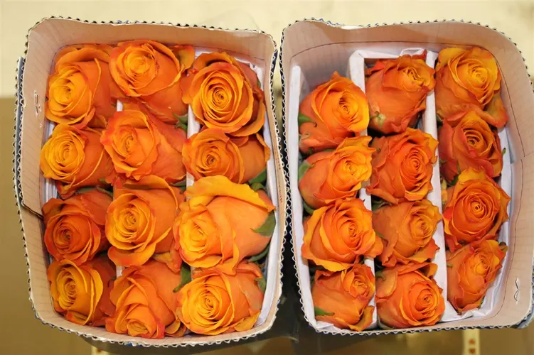 Rosa Gr Ec Tycoon 40 cm