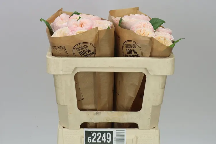 Rosa Gar Sweet Diamond 50 cm