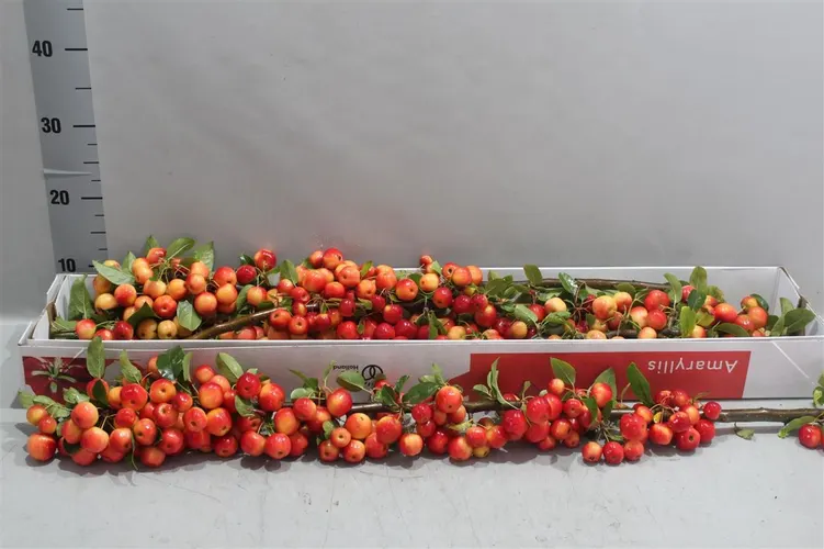 Malus 90 cm