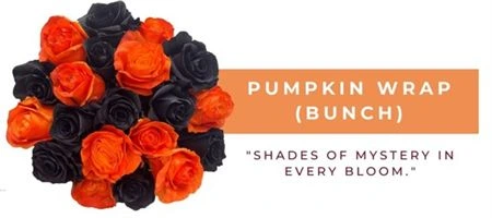 Ruža farbená Pumpkin Wrap, Ekvádor 50 cm