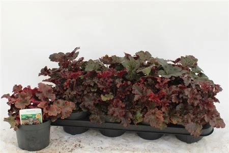Heucherella Leaf Design črepník 13 cm