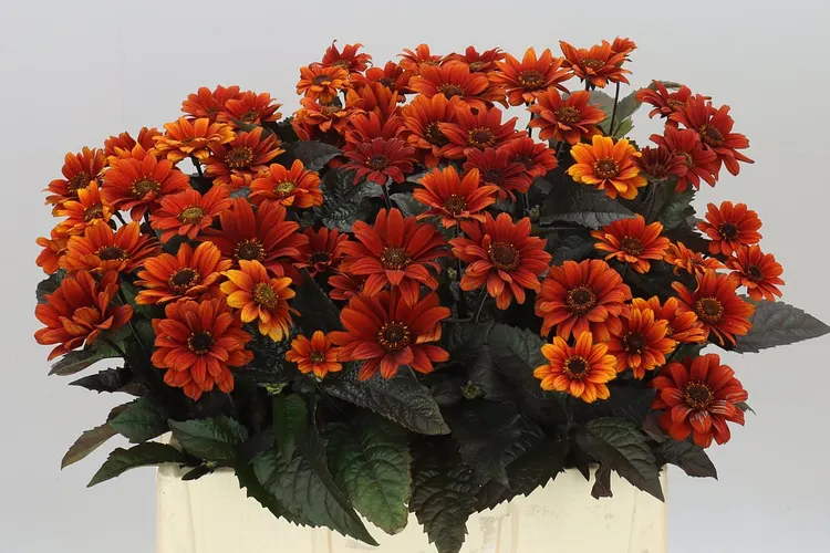Heliopsis Red Shades 60 cm