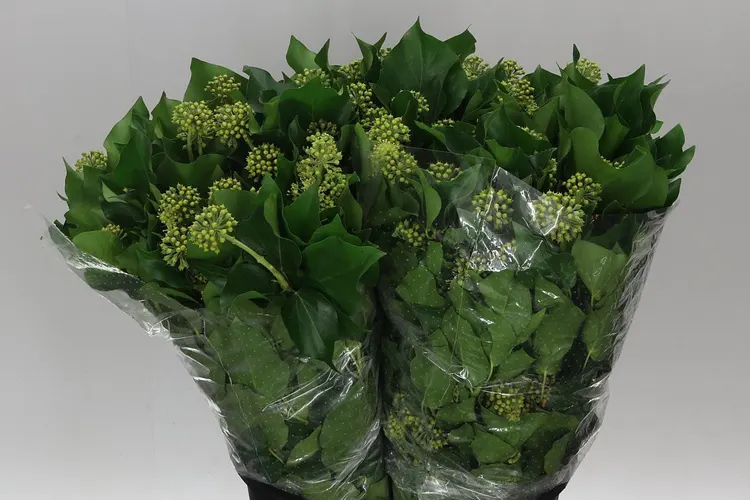 Brečtan Berries 55 cm
