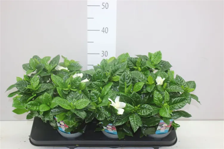 Gardenia Jasminoides črepník 13 cm