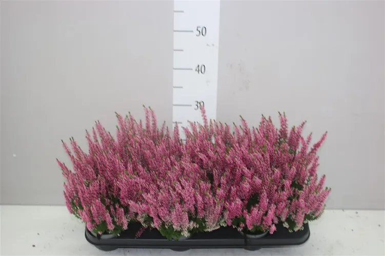 Calluna Beauty Ladies Roze črepník 9,5 cm