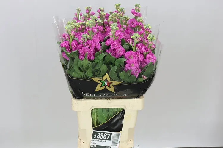Matthiola Hot Pink It. Imp 65 cm