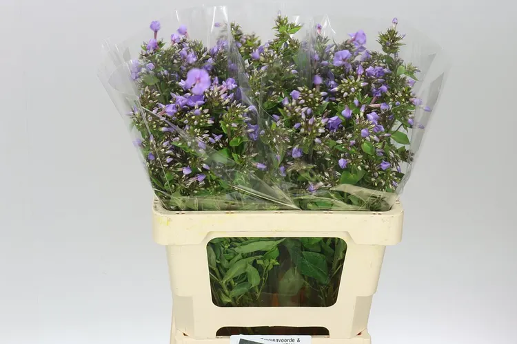 Phlox P Butterfly Lilac 60 cm
