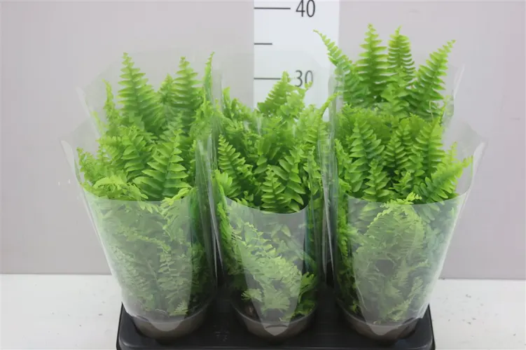 Nephrolepis Ex Vitale črepník 12 cm
