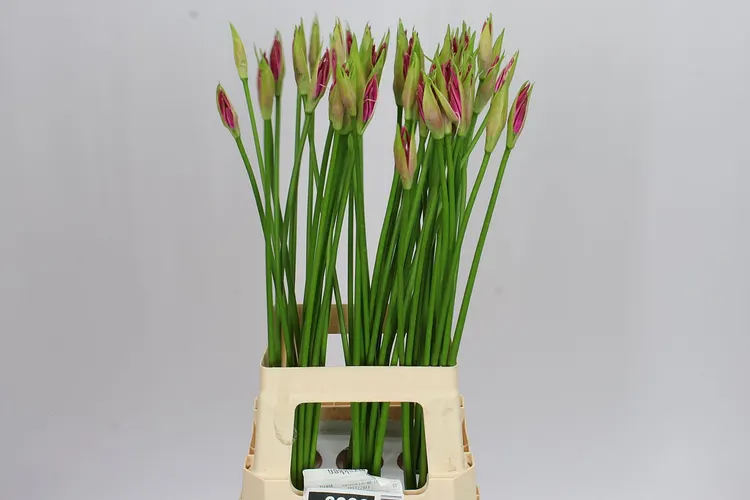 Nerine Bo Ras Van Roon 70 cm