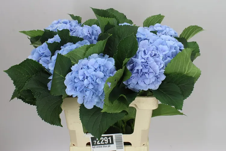 Hortenzia Verena Blue Pale 60 cm