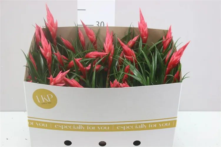 Vriesea Multi Astrid črepník 12 cm