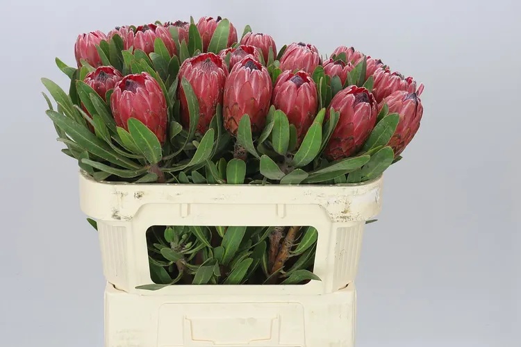 Protea Red Ice 70 cm