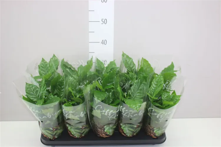 Kávovník Arabica črepník 12 cm