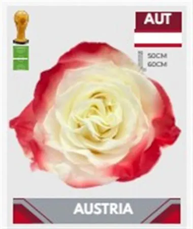 Ruže mix (Roses Ecuador)