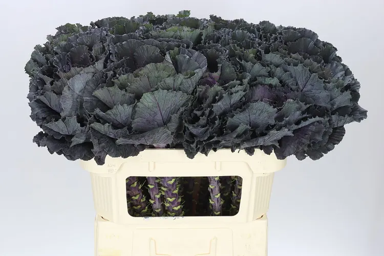 Okrasná kapusta Black Leaf 70 cm