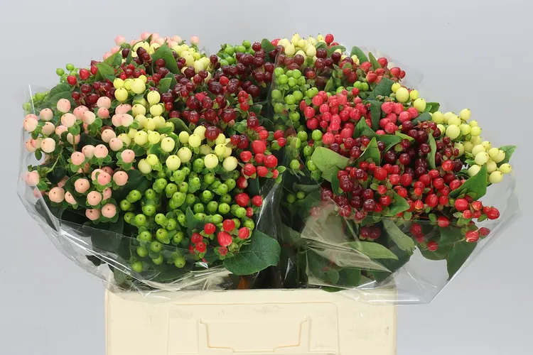 Hyperikum Rainbow 60 cm