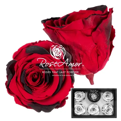 Stabilizovaná ruža XL ⌀ 6 cm, červená RED03