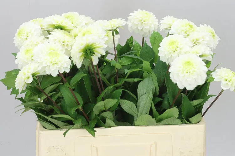 Dahlia Caro 55 cm