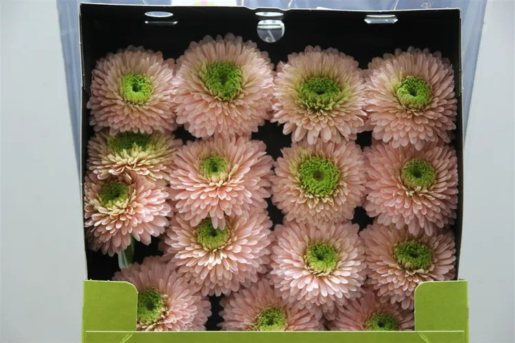 Gerb. D Pomp Himalia 55 cm