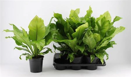 Asplenium Nidus črepník 17 cm