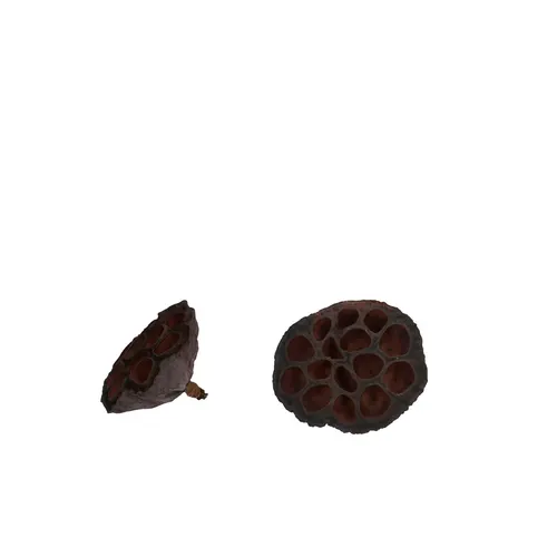 Sušený materiál Lotus hnedá ⌀ 6 cm
