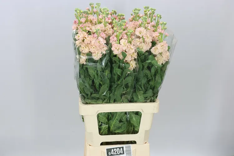 Matthiola Apricot It. Imp 70 cm