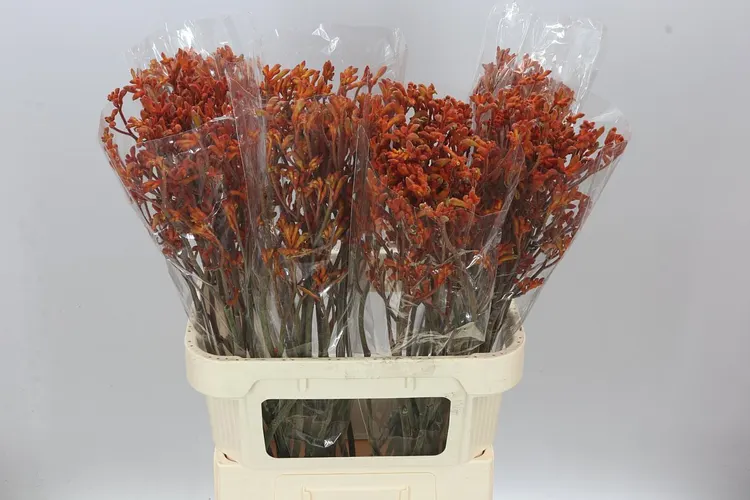 Anigoz Sienna Gold Orange 80 cm