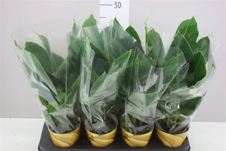 Musa Tropicana črepník 12 cm