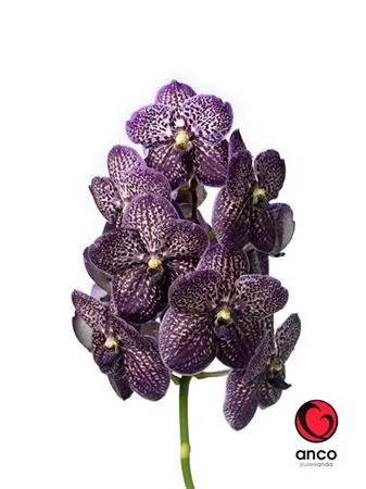 Vanda Black Jeff Leathem