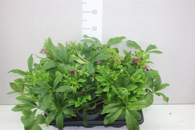 Helleborus Or Viv Victoria črepník 17 cm