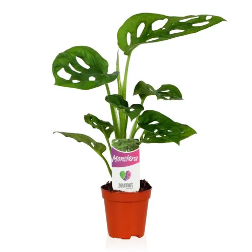 Monstera Monkey Leaf Mini črepník 5,5 cm
