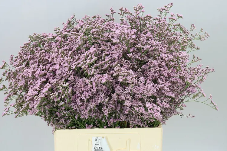 Limónium Saf Oshi Pink 70 cm